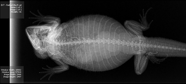 pregnant-animals-x-rays-15-5822fcddb81db__605