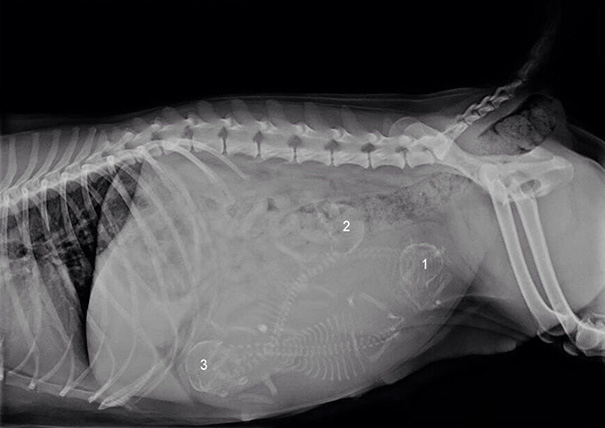 pregnant-animals-x-rays-19-5822fce4b318b__605