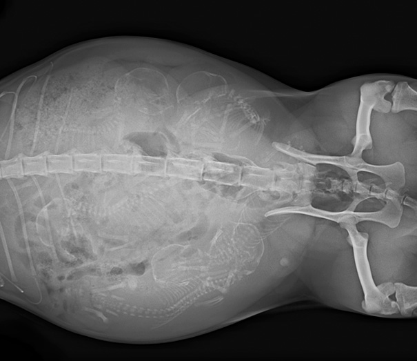 pregnant-animals-x-rays-21-58231366286db__605