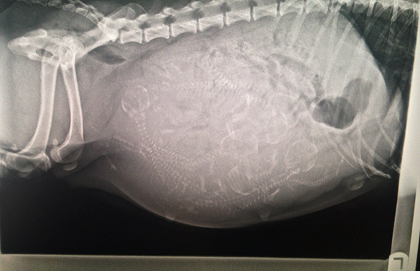 pregnant-animals-x-rays-4-5822fcc7df7d2__605
