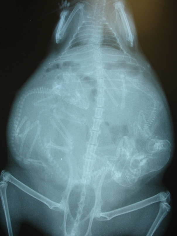 pregnant-animals-x-rays-7-5822fcce4a8bb__605