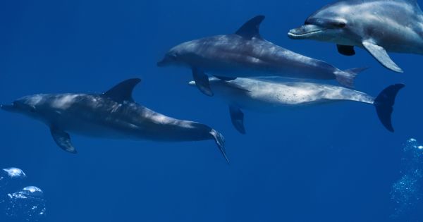 یادگیری زبان دلفین‌ها به‌وسیله هوش مصنوعی
