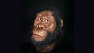 انسان اولیه استرالوپیتکوس