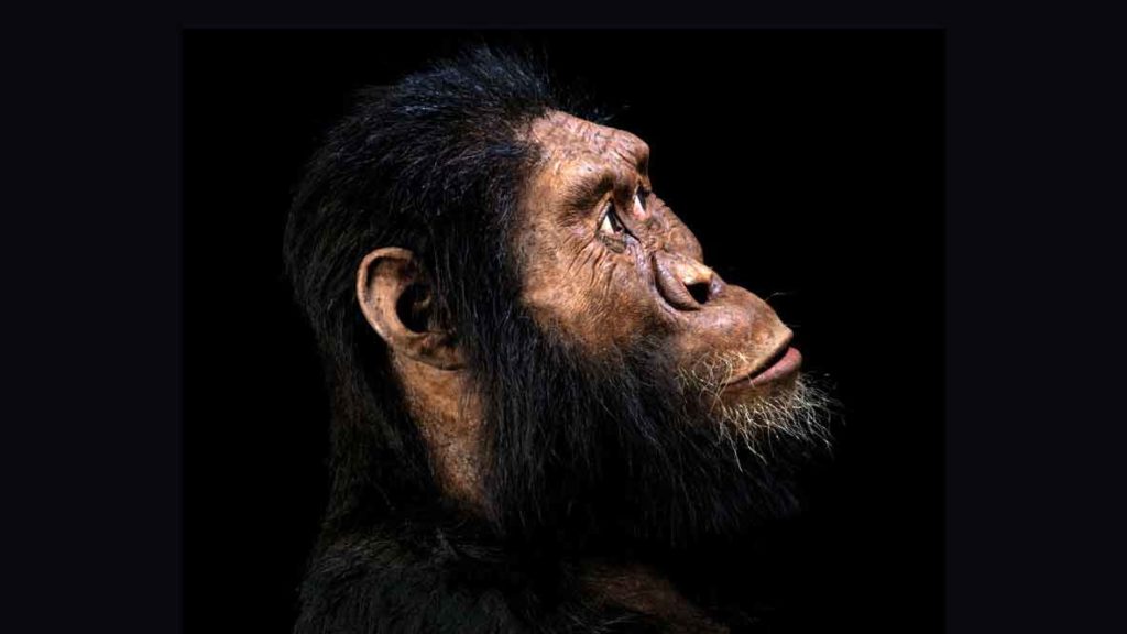 چهره انسان اولیه استرالوپیتکوس