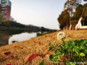 نمونه دوربین هواوی پی ۴۰ پرو پریمیوم
