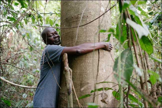 ماموریت اصلی Ecosia کاشت درخت است