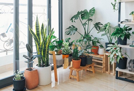 معرفی انواع گیاهان خانگی برای آپارتمان شما